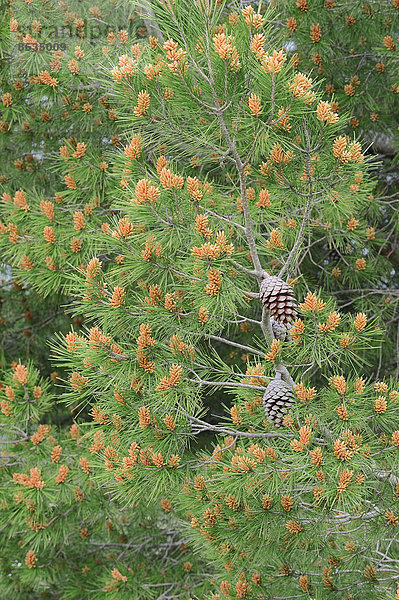 Schwarzkiefer oder Schwarzföhre (Pinus nigra)  Provence  Südfrankreich  Frankreich