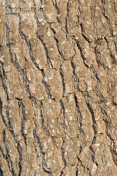 Schwarzkiefer oder Schwarzföhre (Pinus nigra)  Rinde  Provence  Südfrankreich  Frankreich