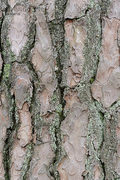 Gemeine Kiefer oder Waldkiefer (Pinus sylvestris)  Rinde  Niederlande