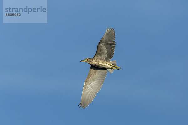 Nachtreiher (Nycticorax nycticorax) im Flug  Keoladeo-Nationalpark  Rajasthan  Indien