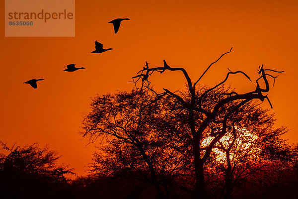 Streifengänse (Anser indicus) im Flug bei Sonnenuntergang  Keoladeo-Nationalpark  Rajasthan  Indien