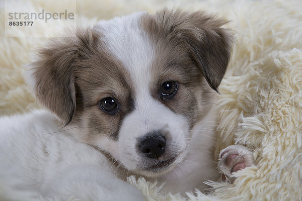 Jack Russell Terrier-Mix  Welpe