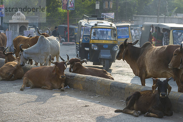 Rinder auf einer Straße  Bhavnagar  Gujarat  Indien