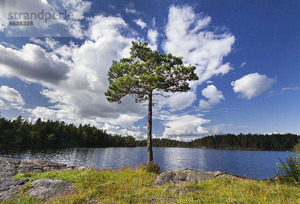 Kiefer (Pinus) vor See  Karolinerleden  Kroppefjäll  Dalsland  Västra Götaland  Schweden