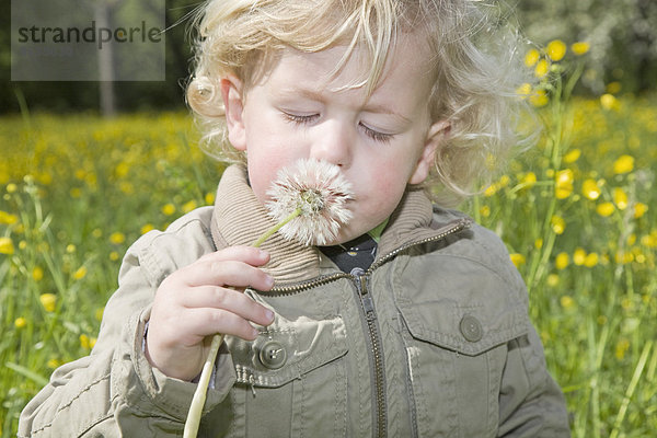 Junge  3 Jahre  riecht an einer Pusteblume auf einer blühenden Frühlingswiese