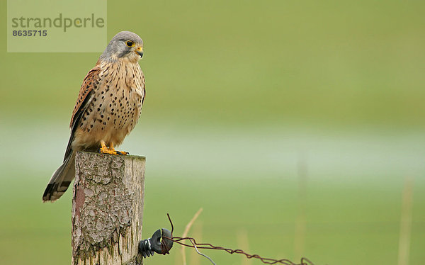 Turmfalke (Falco tinnunculus)  Männchen sitzt auf einem Pfosten  Amrum  Nordfriesische Inseln  Schleswig-Holstein  Deutschland