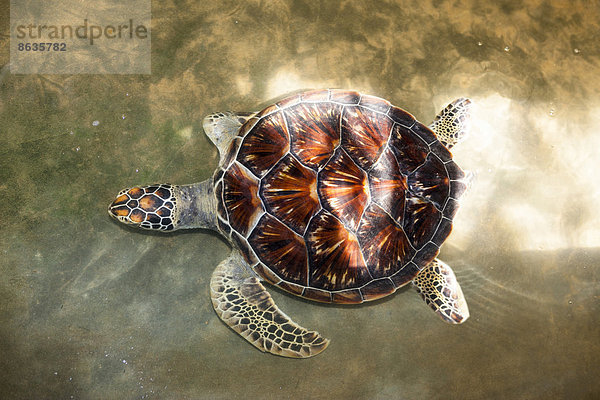 Wasserschildkröte Schildkröte nahe grün Landschildkröte Schildkröte Zucht Sri Lanka Haltestelle Haltepunkt Station Südliche Provinz