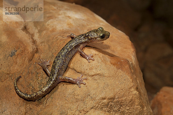 Duftender Höhlensalamander (Speleomantes imperialis)  Sardinien  Italien