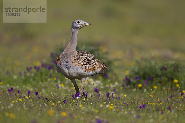 Großtrappe (Otis tarda)  Weibchen  Extremadura  Spanien