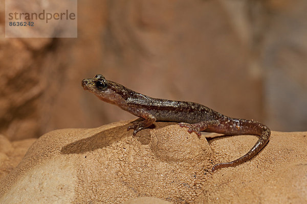 Genés Höhlensalamander (Atylodes genei)  Sardinien  Italien