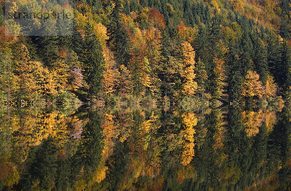 Mischwald im Herbst mit Spiegelung im Bergsee  Nussensee  Salzkammergut  Österreich