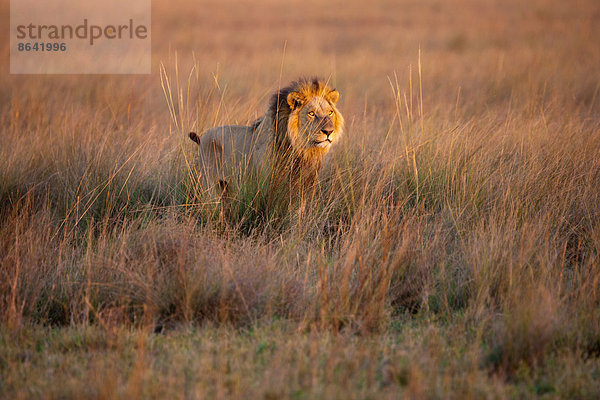 Afrikanischer Löwe  Duba-Ebene  Botswana