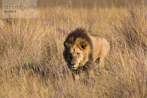 Afrikanischer Löwe  Duba-Ebene  Botswana