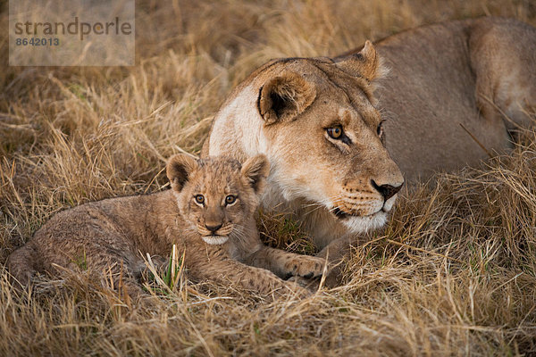 Afrikanischer Löwe und Jungtier  Duba Plains  Botswana