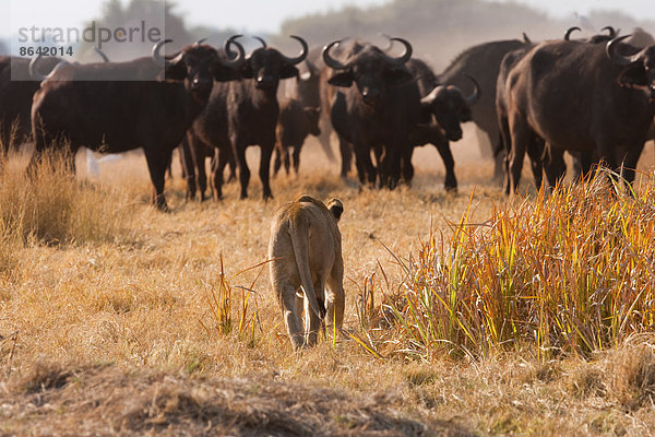 Afrikanischer Löwe und Büffel  Botswana