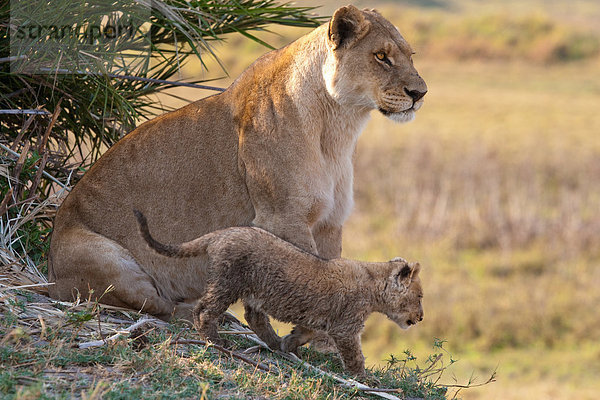 Afrikanischer Löwe und Jungtier  Duba Plains  Botswana