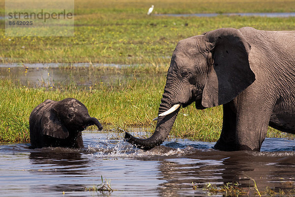 Afrikanische Elefanten  Okavango-Delta  Botswana
