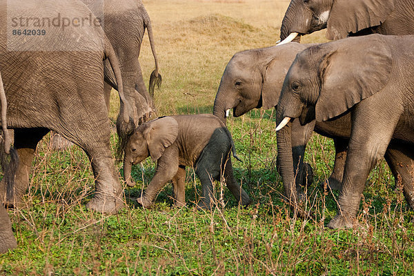 Afrikanische Elefantenherde  Botswana