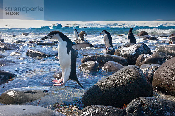 Kinnriemenpinguine  Pinguininsel  Antarktis