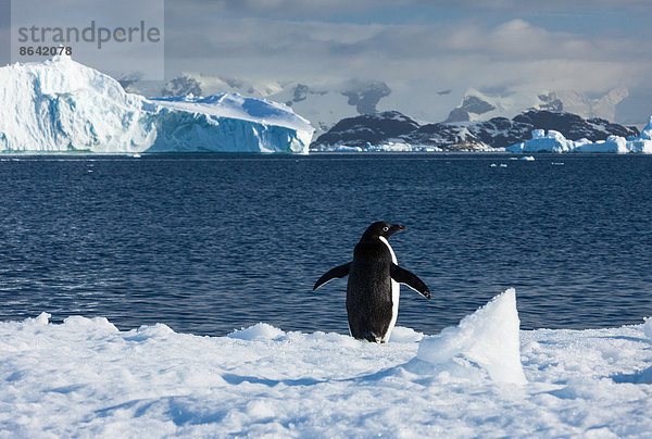 Adelie-Pinguin  Antarktis