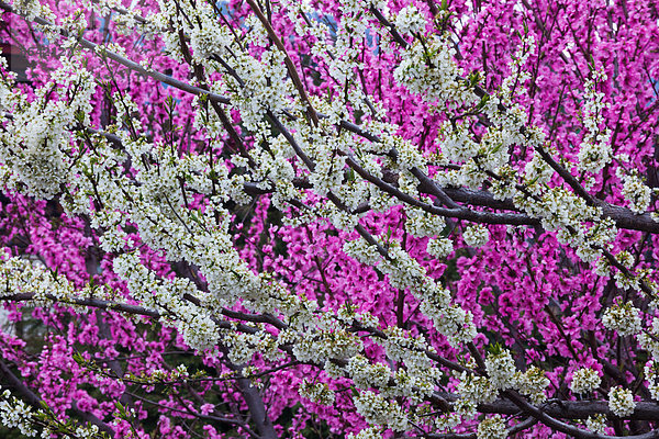 Frühlingsblüte  Bhutan