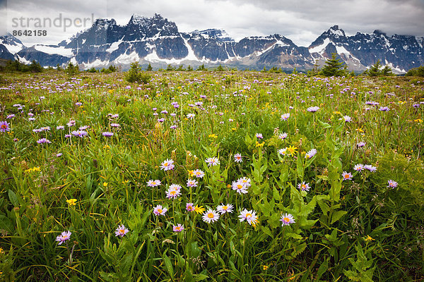 Wildblumen  Jasper-Nationalpark  Alberta  Kanada