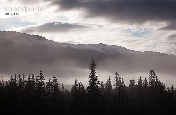 Neblige Bedingungen über der Landschaft und dem Wald  Jasper National Park  Alberta  Kanada