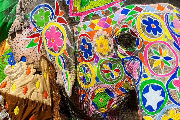 Aufwändig geschmückte Elefanten während Holi  dem hinduistischen Fest der Farben  in Jaipur  Indien. Bilder von Pfauen und Tigern auf den Stirnen.