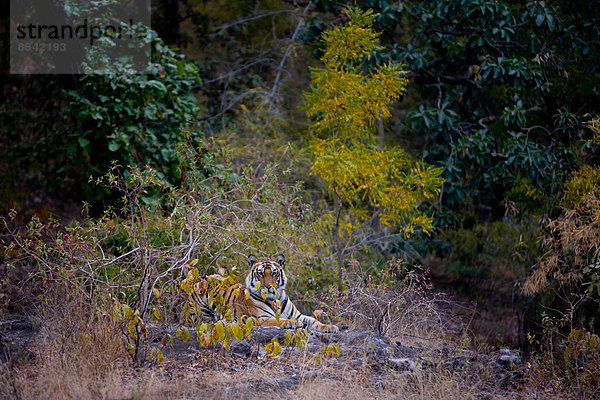 Tiger  Bandhavgarh-Nationalpark  Indien