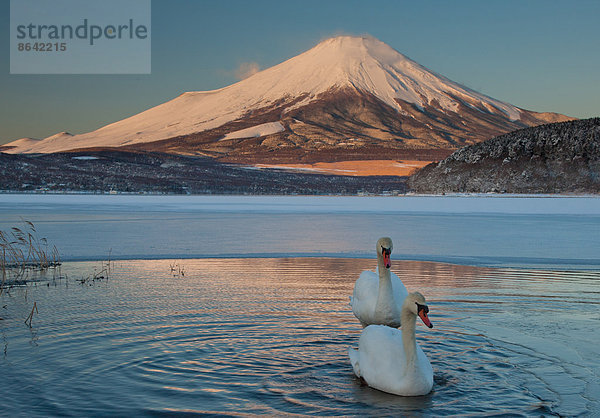 Ein Paar stummer Schwäne im Kawaguchi-See stört das Spiegelbild des Fuji-Gebirges  Japan