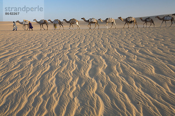 Kamelzug  eine Gruppe von Tieren  die von zwei Personen auf dem windgepeitschten Sand der Sahara in Mali gehalten und geführt werden.