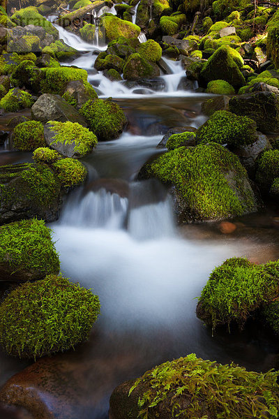 Regenwaldstrom  Olympic National Park  Washington