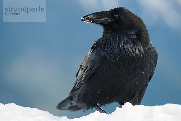 Rabe im Schnee  Corvus corax  Olympic National Park  Washington  USA