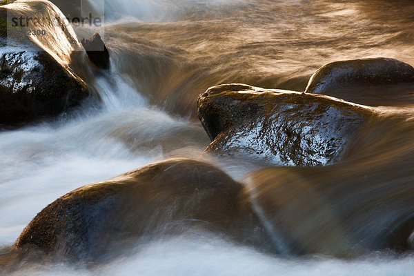 Barnes Creek  Olympic National Park  Washington  USA