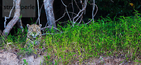 Jaguar  Panthera onca  Brasilien