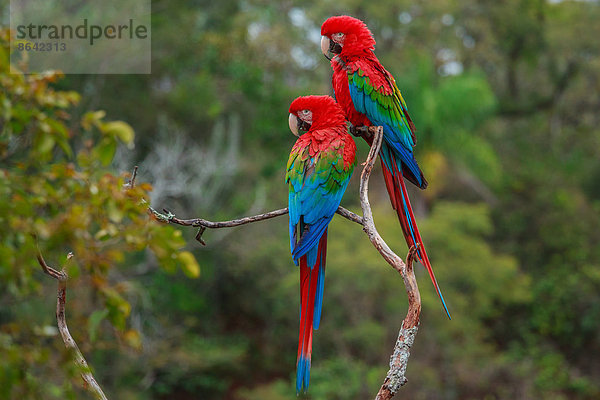 Rot-Grüne Aras  Ara Chloroptera  Buraco das Araras  Brasilien