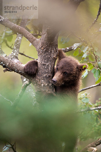 Braunbärenjunges  Ursus arctos klettert auf einen Baum  Katmai-Nationalpark  Alaska  USA