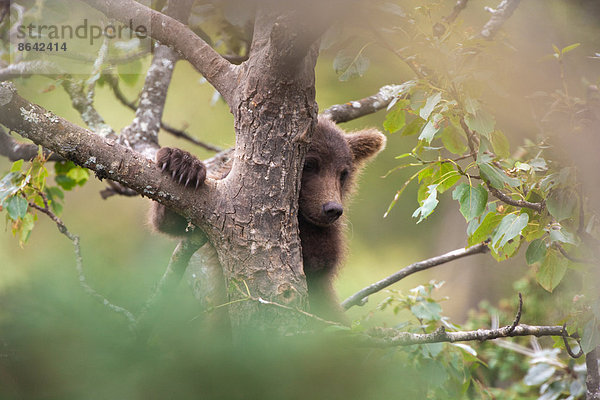 Braunbärenjunges klettert auf einen Baum  Katmai-Nationalpark  Alaska  USA