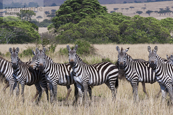 Grant's Zebras  Kenia