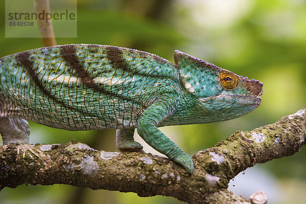 Das Chamäleon des Pfarrers  Madagaskar