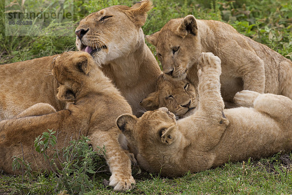 Löwe und Jungtiere spielen im Serengeti-Nationalpark  Tansania