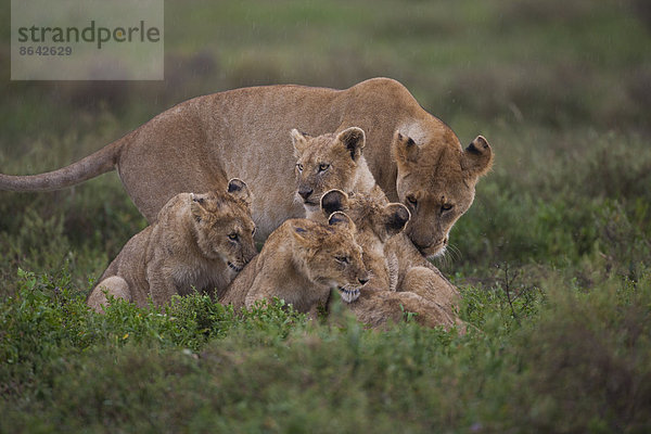 Familie eines Löwen und seiner Jungen im Serengeti-Nationalpark  Tansania