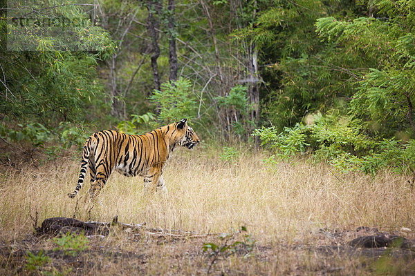 Ein erwachsener Tiger im Bandhavgarh-Nationalpark  Indien