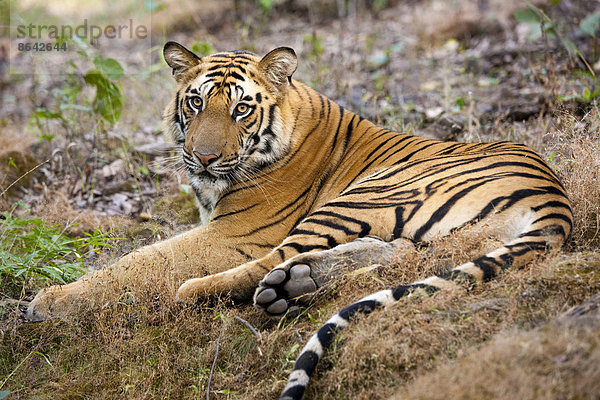 Ein erwachsener Tiger im Nationalpark Bandhavgarh  am Boden liegend.