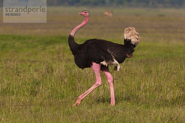 Ein Strauß im Ngorongoro-Schutzgebiet  Tansania