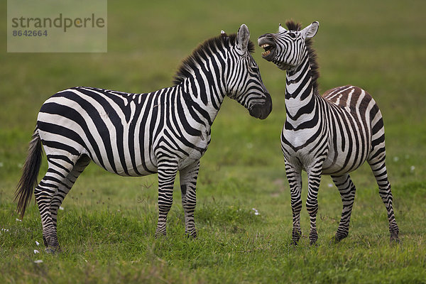 Steppenzebras  Ngorongoro-Schutzgebiet  Tansania