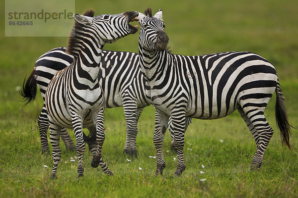 Steppenzebras  Ngorongoro-Schutzgebiet  Tansania