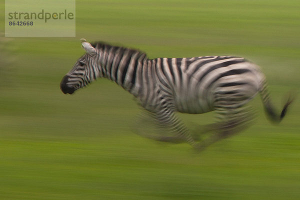 Flachlandzebra  Ngorongoro-Schutzgebiet  Tansania