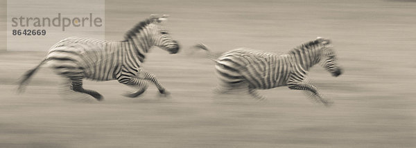 Zwei Flachlandzebras rasen über den Boden im Ngorongoro-Schutzgebiet  Tansania