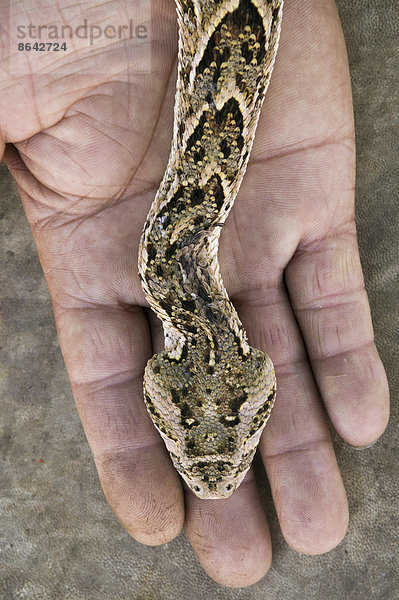 Eine Schlange  Bitis arietans  auf der Hand eines Schlangenbeschwörers in Marokko